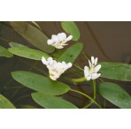 Pond Plant - Aponogeton distacyum (Water Hawthorn) 1L