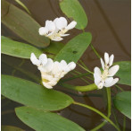 Water Hawthorn (Aponogeton Distachyos) Deep Water Pond Plant