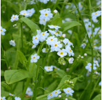 Water Forget-Me-Not (Myosotis Scorpioides) Marginal Pond Plant