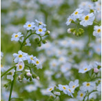 Water Forget-Me-Not (Myosotis Scorpioides) Marginal Pond Plant