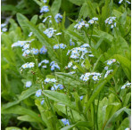 Water Forget-Me-Not (Myosotis Scorpioides) Marginal Pond Plant