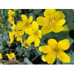 Pond Plant - Caltha palustris (Marsh Marigold) - Pack of 3 Plug Plants