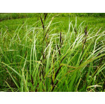 Pond Plant - Carex acutiformis (Lesser Pond Sedge) - Pack of 3 Plug Plants