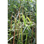 Pond Plant - Carex pendula (Pendulous Sedge) - Pack of 3 Plug Plants