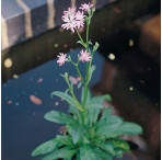 Ragged Robin (Lychnis Flos-Cuculi) Marginal Pond Plant