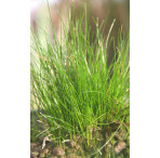 Pond Plant - Eleocharis acicularis (Hair Grass) - Pack of 3 Plug Plants