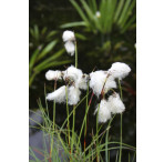 Pond Plant - Eriophorum angustifolium (Cotton Grass) - Pack of 3 Plug Plants