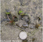 Pond Plant - Hydrocharis morsus ranae (Frogbit) - Pack of 3 Plants