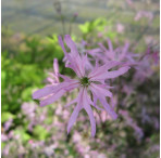 Ragged Robin (Lychnis Flos-Cuculi) Marginal Pond Plant