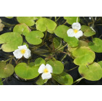 Pond Plant - Hydrocharis morsus ranae (Frogbit) - Pack of 3 Plants