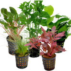 Tropical Aquarium Plant Pack - Deluxe