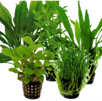 Tropical Aquarium Plant Pack - Premium