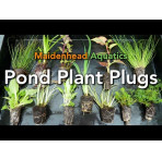 Pond Plant - Carex acutiformis (Lesser Pond Sedge) - Pack of 3 Plug Plants