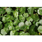 Pond Plant - Hydrocotyle vulgaris (Marsh Pennywort) - Pack of 3 Plug Plants