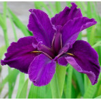 Pond Plant - Iris louisiana (American Water Iris) - Pack of 3 Plug Plants