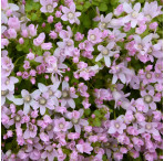 Bog Pimpernel (Anagallis Tenella) Marginal Pond Plant