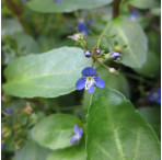 Brooklime (Veronica Beccabunga) Marginal Pond Plant