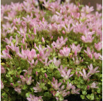 Bog Pimpernel (Anagallis Tenella) Marginal Pond Plant