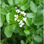 Water Cress (Rorippa Nasturtium Aquaticum) Marginal Pond Plant