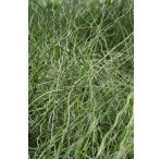 Pond Plant - Juncus effusus spiralis (Corkscrew Rush) - Pack of 3 Plug Plants