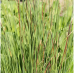 Pond Plant - Juncus inflexus (Hard Rush) - Pack of 3 Plug Plants