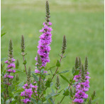 Purple Loosestrife (Lythrum Salicaria) Marginal Pond Plant