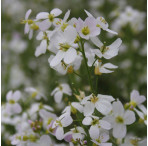 Cuckoo Flower (Cardamine Pratensis) Marginal Pond Plant