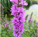 Purple Loosestrife (Lythrum Salicaria) Marginal Pond Plant