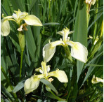 Iris Pseudacorus Bastardii Marginal Pond Plant