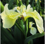 Iris Pseudacorus Bastardii Marginal Pond Plant