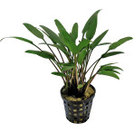 Tropical Aquarium Plant - Cryptocoryne nevelli (Pack of 3)