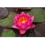 Pond Plant - Red Waterlily (1L)