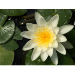 Pond Plant - White Waterlily (1L)