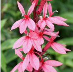 Pond Plant - Lobelia 'Deep Pink' (Pink Cardinal) - Pack of 3 Plug Plants