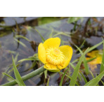 Pond Plant - Nuphar luteum (Brandy Bottle) 1L