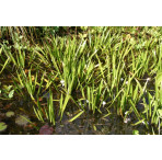 Pond Plant - Stratiotes aloides (Water Soldiers) - Pack of 3 Plants