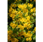 Pond Plant - Lysimachia nummularia (Creeping Jenny) - Pack of 3 Plug Plants