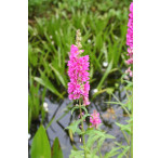 Pond Plant - Lythrum salicaria (Purple Loosestrife) - Pack of 3 Plug Plants