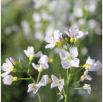 Cuckoo Flower (Cardamine Pratensis) Marginal Pond Plant