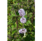 Pond Plant - Mentha aquatica (Water Mint) - Pack of 3 Plug Plants