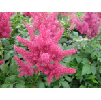 False Goats Beard (Astilbe Red) Moisture Loving Pond Plant 