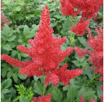 False Goats Beard (Astilbe Red) Moisture Loving Pond Plant 