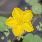 Floating Heart (Nymphoides Peltata) 1L Deep Water Pond Plant