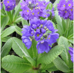 Drumstick Primrose (Primula denticulata) Moisture Loving Pond Plant Pack of 3