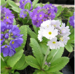 Drumstick Primrose (Primula denticulata) Moisture Loving Pond Plant Pack of 3