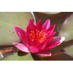 Pond Plant - Red Miniature Waterlily (1L)