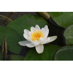 Pond Plant - White Miniature Waterlily (1L)