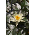 Pond Plant - Yellow Miniature Waterlily (1L)