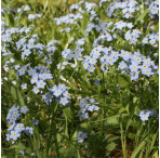 Pond Plant Pack - Wildlife/Native (Pack of 5 Plug Plants)