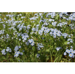 Pond Plant - Myosotis palustris (Water Forget-Me-Not) - Pack of 3 Plug Plants